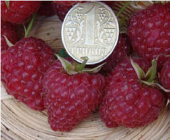 Малина Примара (ОКС)