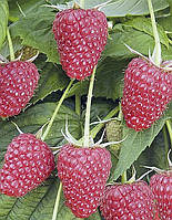 Малина Таруса (Одногодачний, ОКС)