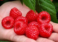 Малина Квеллі (ОКС)