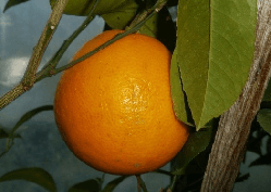 Апельсин "Вашінгтон Навел" 30-50 см