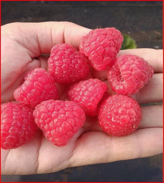 Малина Версаль (ОКС), фото 1