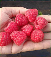 Малина Версаль (ОКС)