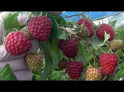 Малина Жозефіна (ОКС)