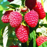 Малина Геракл (Однорічний, ОКС)