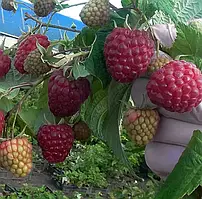 Малина Жозефіна (ОКС)