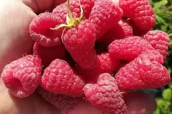 Малина Соколице (Однорічний, ОКС)