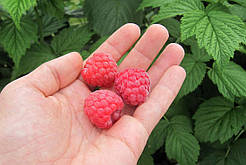 Малина Октавія (Однорічний, ОКС)