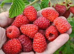 Малина Фенікс (Однорічний, ОКС)