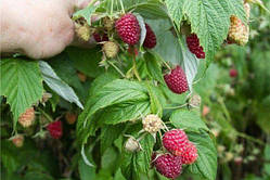 Малина Херітейдж (Однорічний, ОКС)