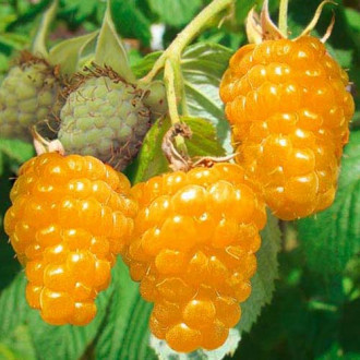 Малина Ранкова Роса (Однорічний, ОКС), фото 1