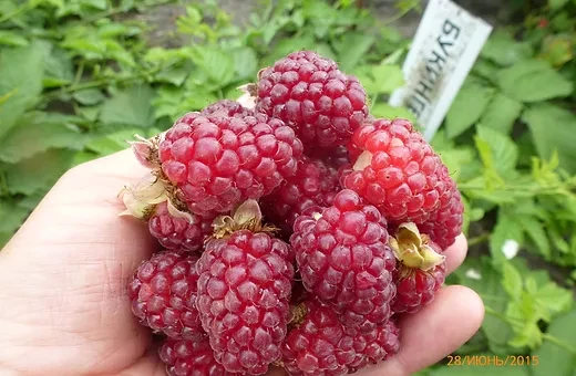 Ожина Бойсенберрі (ОКС), фото 1