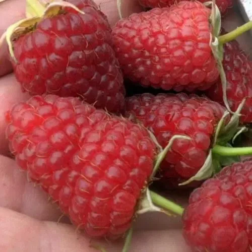 Малина Зева (ОКС), фото 1