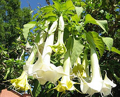 Бругмансія деревинна "White"