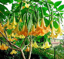 Бругмансія деревинна "Lemon"