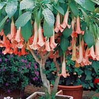 Бругмансія деревинна "Pink"