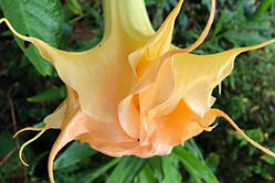 Бругмансія деревинна "Gold"