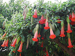 Бругмансія деревинна "Rood"