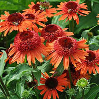 Ехінацея Carrot cake