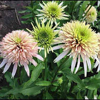 Ехінацея Chery fluff