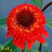 Ехінацея Cinnamon cupcake