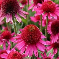 Ехінацея Deliclous candy