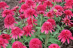 Ехінацея Double scoop raspberry