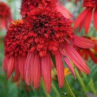 Ехінацея Eccentric