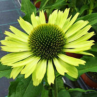 Ехінацея Green jewel
