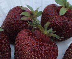 Полуниця Планета (ОКС)