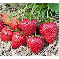 Полуниця Евіс Делайт (ОКС)