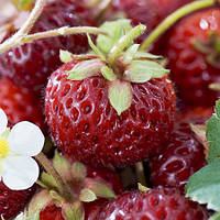 Полуниця Фрамберрі (ОКС)