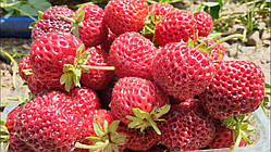 Полуниця Фрамберрі (ОКС)