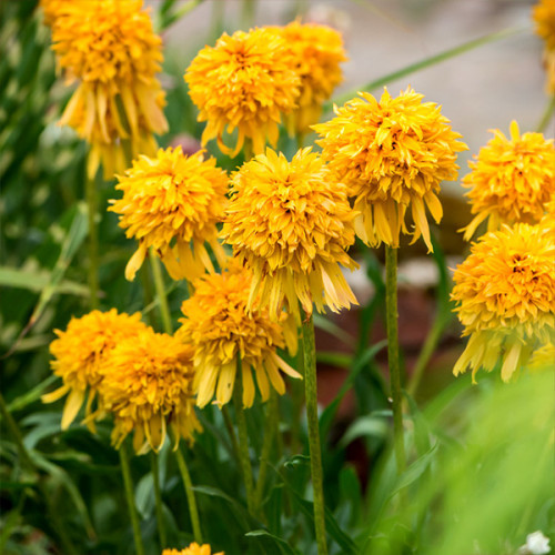 Ехінацея Pineapple sundae, фото 1