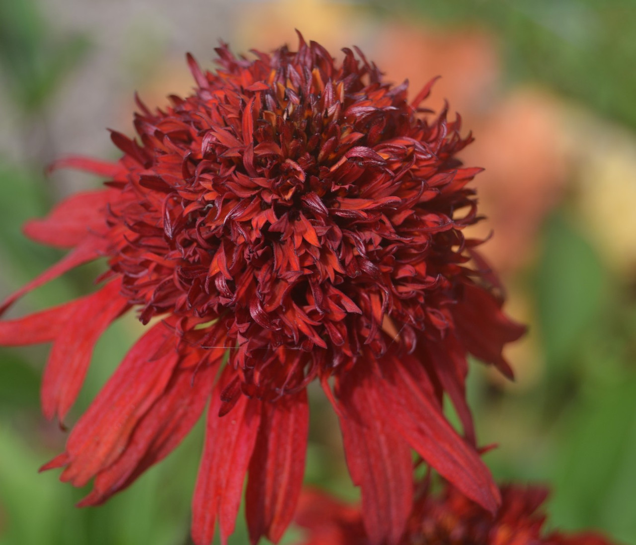 Ехінацея Світ чилі, фото 1