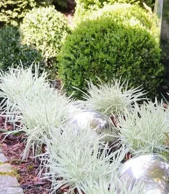 Holcus mollis "Jackdaws Gream", фото 1