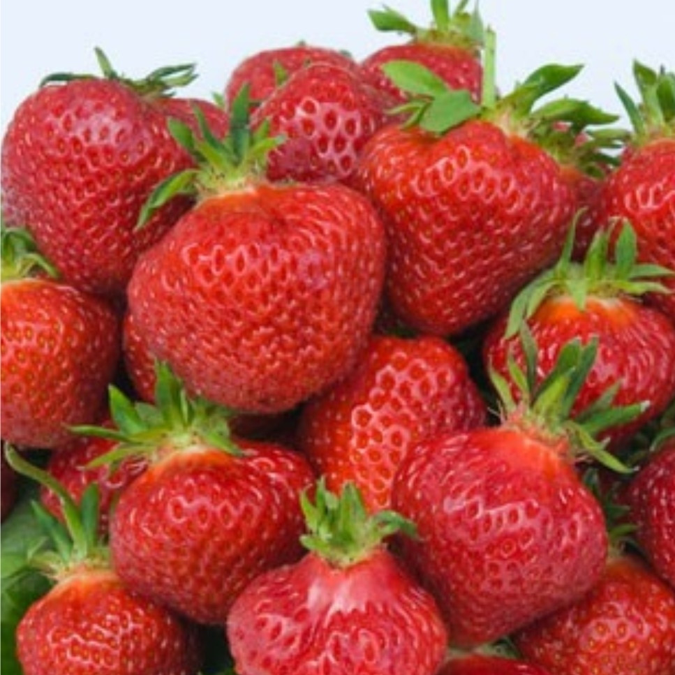 Полуниця Монтерей (ОКС), фото 1