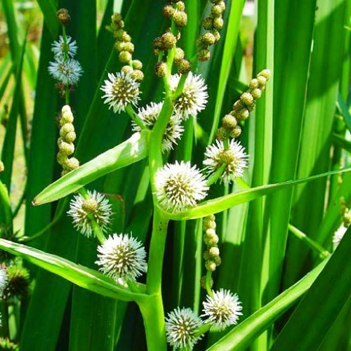 Щоденник прямий, фото 1