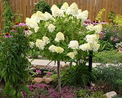 Гортензія на штамбі, метильчаста Грінліпс