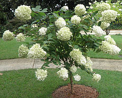 Гортензія на штамбі, метильчаста Грін шадів