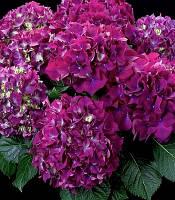 Гортензія на штані, метильчаста Ред ліла