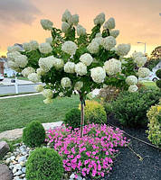 Гортензія на штамбі, метильчаста Спайк