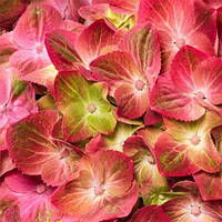 Гортензія великолиста Грінліпс