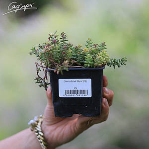 Очиток білий 'Mural'. Контейнер 0,5 л