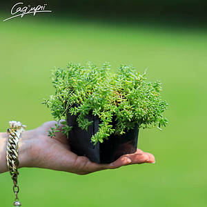 Очиток білий дрібноквітковий. Контейнер 0,5 л