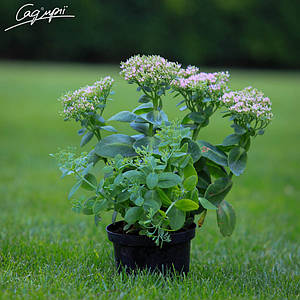 Очиток видний 'Brilliant'. Контейнер 2 л