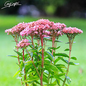 Очиток гібридний 'Herbstfreude'. Контейнер 3 л