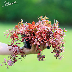 Очиток гібридний 'Sunsparkler Firecracker'. Контейнер 0,5 л