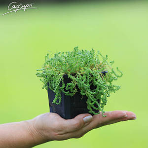 Очиток їдкий Aureum. Контейнер 0,5л