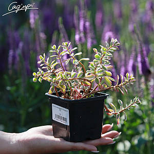 Очиток несправжній Variegatum. Контейнер 0,5л