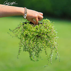 Очиток лозовидний в 0,5-литровом контейнере